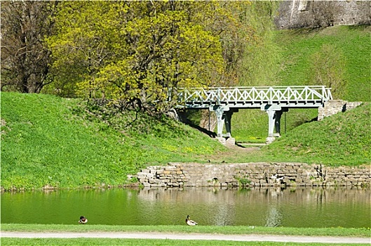 鸭子,水塘,春天,公园