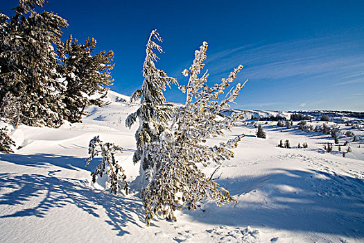 冬景,胡德山国家森林,俄勒冈,美国