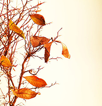 秋天,树枝