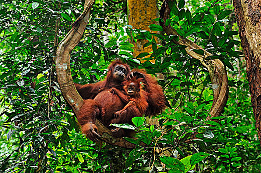 苏门答腊猩猩,坐,藤蔓植物,古农列尤择国家公园,北方,苏门答腊岛,印度尼西亚