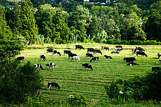 葡萄牙,亚速尔群岛,母牛,田园,风景