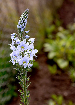 蓝花,植物