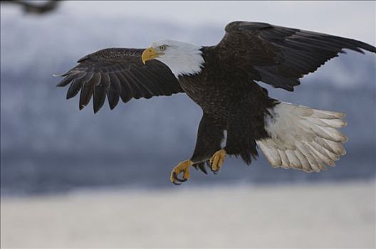 白头鹰,海雕属,雕,飞行,本垒打,阿拉斯加,美国