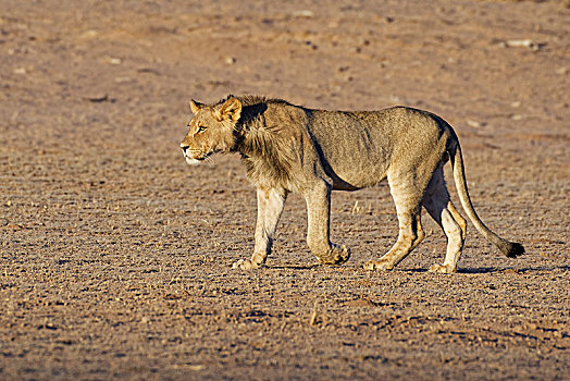 非洲狮,狮子,幼兽,雄性,走,卡拉哈迪大羚羊国家公园,北开普,南非,非洲