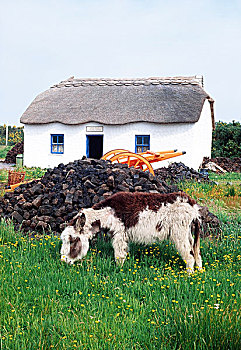 爱尔兰,驴,正面,屋舍