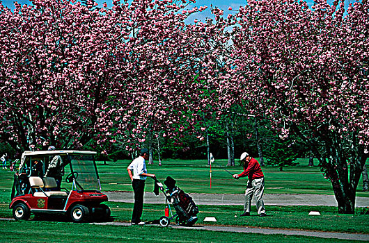 草地,打高尔夫,春蕾,温哥华岛,不列颠哥伦比亚省,加拿大