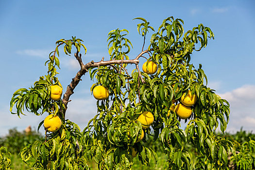 夏日挂在树枝上的黄金桃