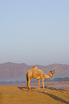 骆驼,沙漠,普什卡,拉贾斯坦邦,印度