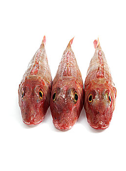 红色,鲂鱼,鱼,白色背景