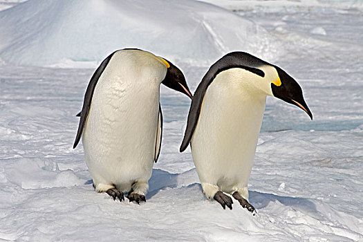 帝企鹅,企鹅,成年,两个,站立,雪,雪丘岛,南极半岛,南极