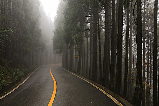 大雾森林中的道路