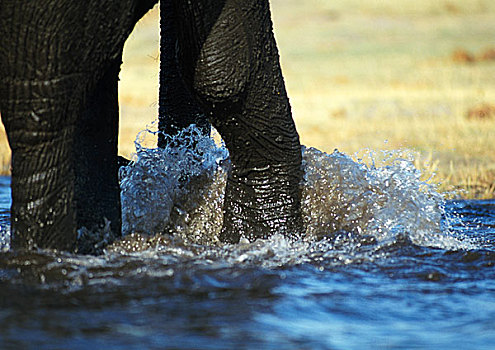 非洲,灌木,非洲象,站在水中,喝,特写,腿,象鼻