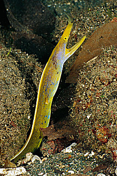 带,鳗鱼,过渡,蓝色,彩色,阶段,黄色,女性,米尔恩湾,巴布亚新几内亚