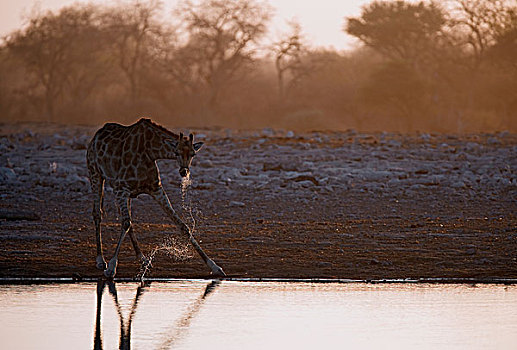 长颈鹿,喝,水潭,埃托沙国家公园,纳米比亚