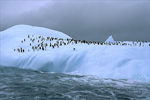 帽带企鹅,南极企鹅,群,冰山,斯科舍海,南极