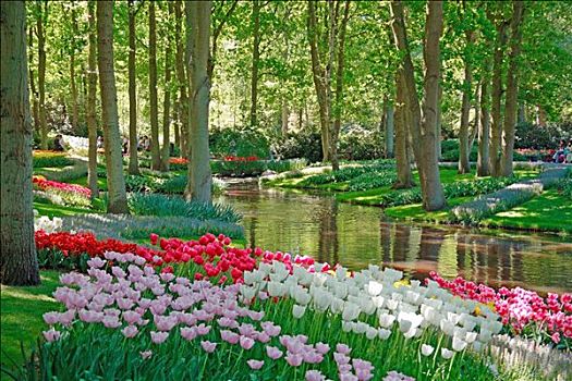 花,开花,水塘,库肯霍夫花园,荷兰