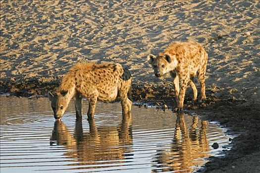 斑点土狼,水坑,斑鬣狗,埃托沙国家公园,纳米比亚,非洲
