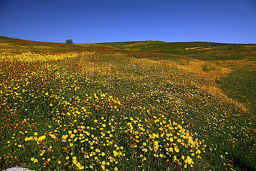 黄色,金矿区,花,加利福尼亚,美国