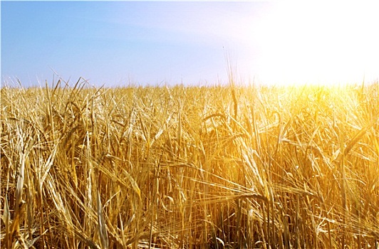 金色,小麦,晴朗,天空