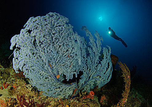 稀有,蓝色海洋,印度尼西亚