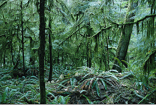 雨林,温哥华岛,不列颠哥伦比亚省,加拿大