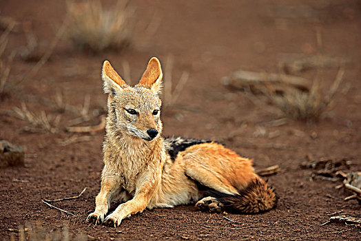 黑背狐狼,黑背豺,成年,坐,克鲁格国家公园,南非,非洲