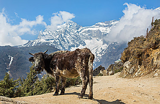 尼泊尔,牦牛,站立,山,背景,户外,集市,遥远,珠穆朗玛峰