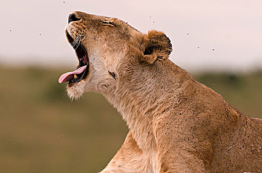 雌狮,哈欠,狮子,马赛马拉国家保护区,肯尼亚