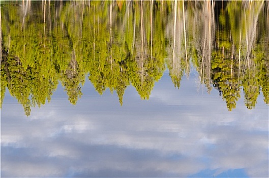树,反射,黄石湖