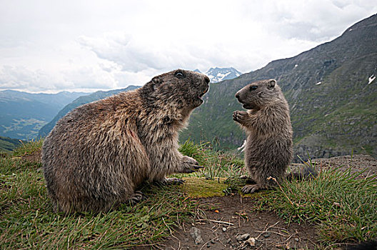阿尔卑斯山土拨鼠,幼兽,高,陶安,国家公园,卡林西亚,奥地利,欧洲