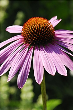 紫锥菊
