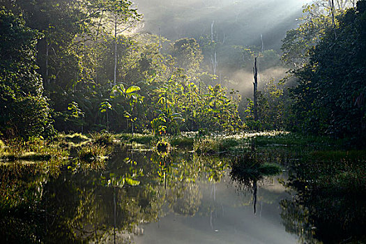 小,湖,早晨,亮光,亚马逊雨林,巴西,南美