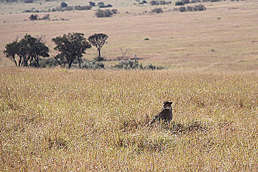 肯尼亚非洲豹-藏身草丛