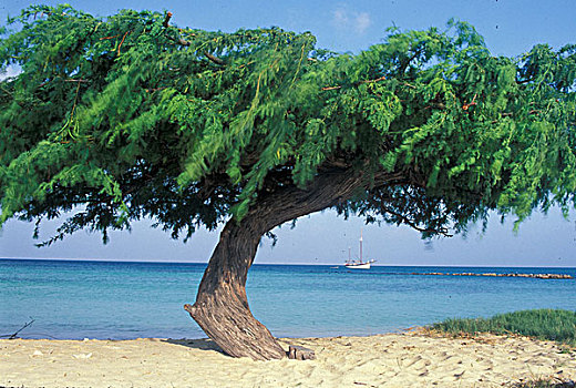 加勒比,阿鲁巴,树