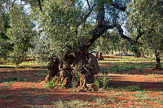 古树,橄榄林,普利亚区,意大利,欧洲