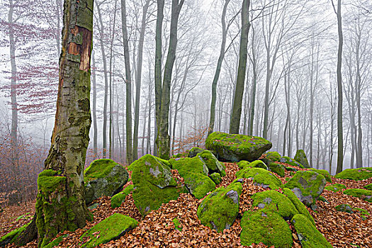 山毛榉,树林,晨雾,奥登瓦尔德,黑森州,德国