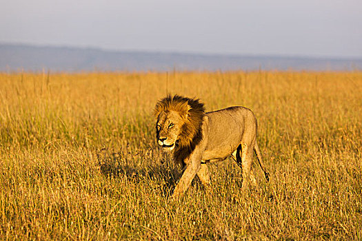 男性,狮子,走,草,马赛马拉,肯尼亚