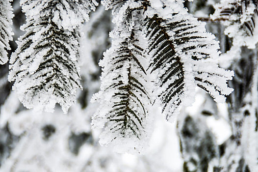 张家界天门山雪景