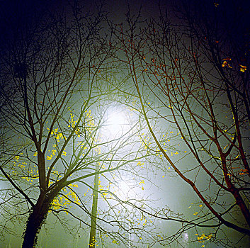 树,雾,夜晚