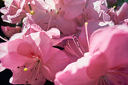 特写,粉色,杜鹃花,温室