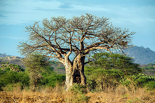 非洲,猴面包树,梅鲁,国家公园,肯尼亚