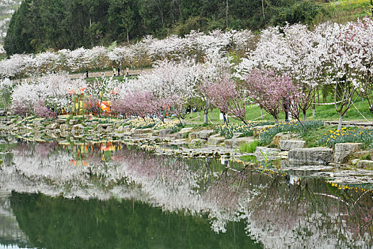 贵州遵义,樱花谷樱花盛开