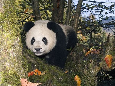 大熊猫,树林,中国