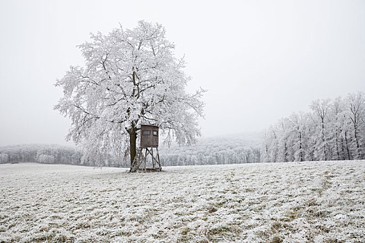 白霜,遮盖,草地,树,近郊,维也纳,高,座椅,靠近,孤树,背景,木头,雾,奥地利