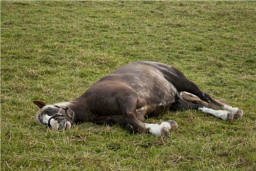 马,睡觉,户外,草场
