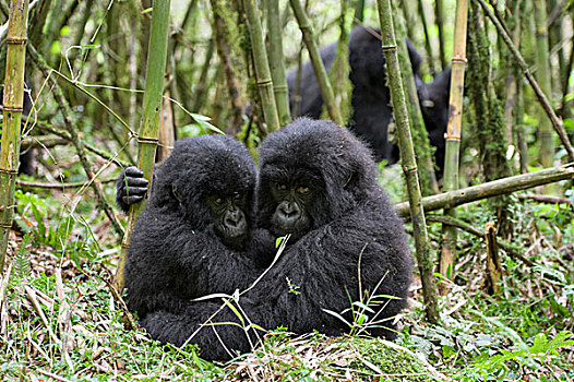 山地大猩猩,大猩猩,2岁,幼仔,竹林,国家,卢旺达