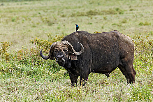 水牛,八哥,纳库鲁湖国家公园,肯尼亚