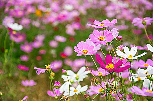 格桑花