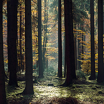 秋天,树林,阳光