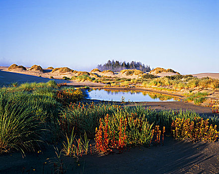 风景,品种,植物,俄勒冈,沙丘,国家休闲度假区,湖岸,美国